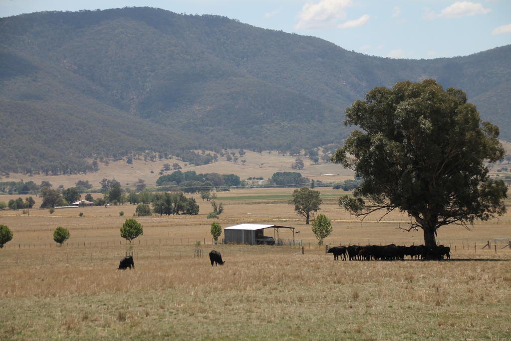 Mountain View Motel Corryong Kültér fotó